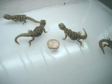 babies 2