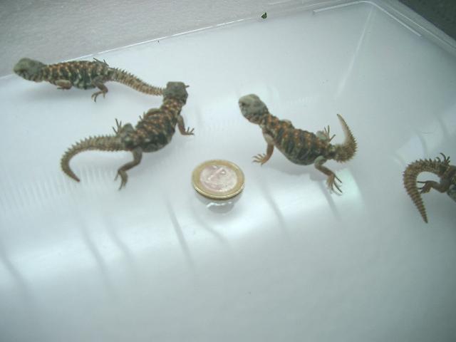 babies 2