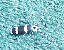 BLACK AND WHITE BUG OR BEETLE