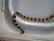 hatchling desert kingsnake??
