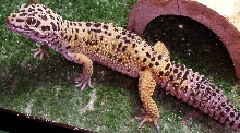 Leroy