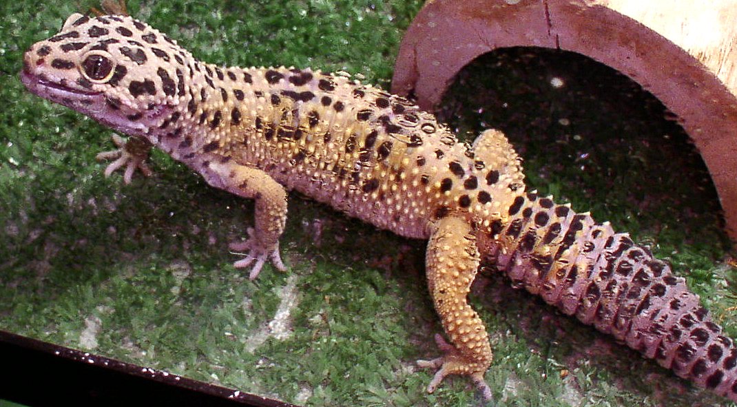 Leroy