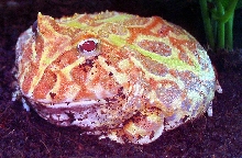 pacman frog