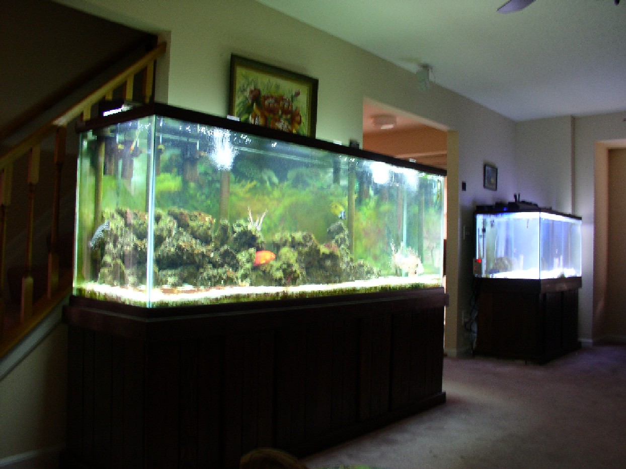 My two fish tanks