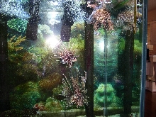 My three Lion Fish