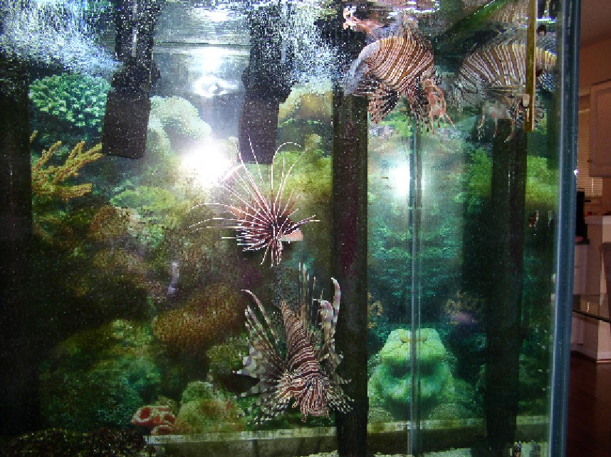 My three Lion Fish