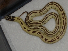 Chiquita