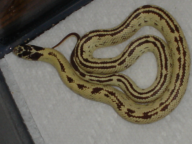 Chiquita