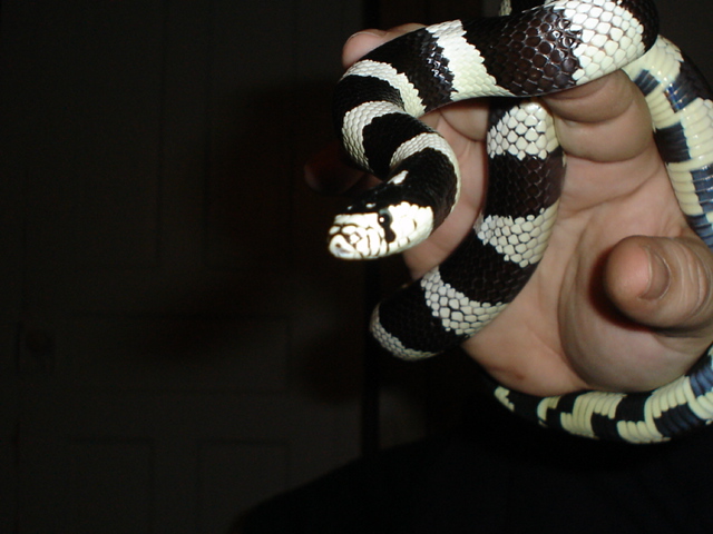 bandit