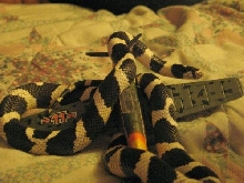 Snakes on a Plane