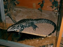 columbian black and white tegu