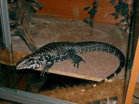 columbian black and white tegu