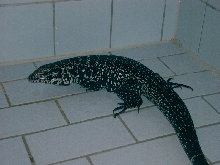 tegu
