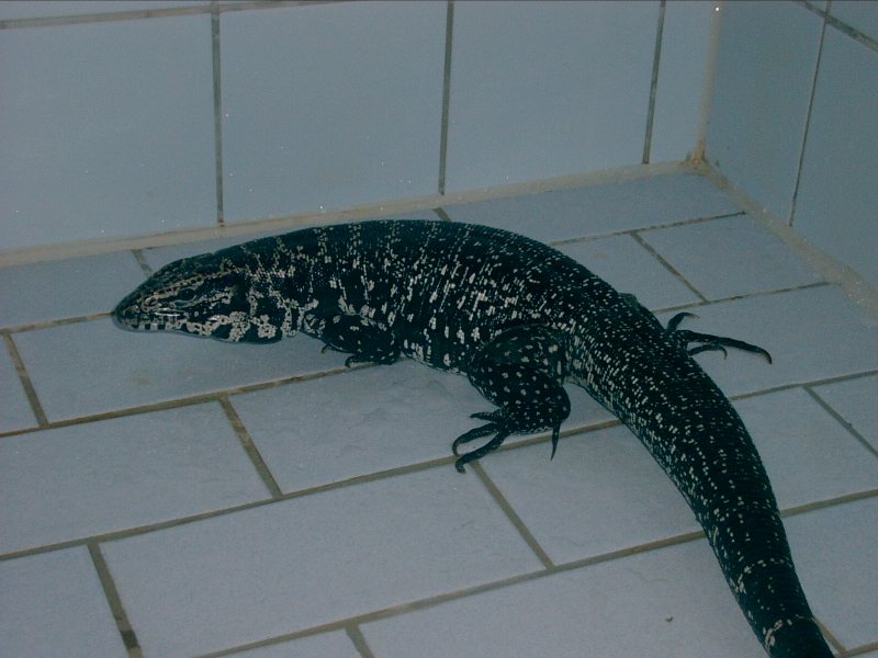 tegu