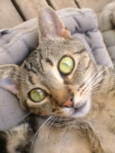 Tiggy in close up