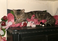 Tiggy sleeps in flowers