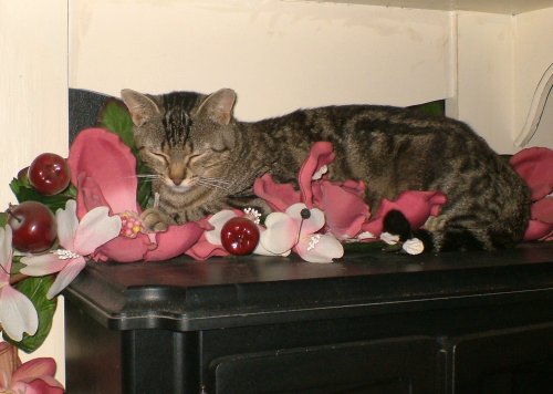 Tiggy sleeps in flowers