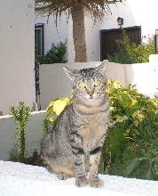 Tiggy on the wall