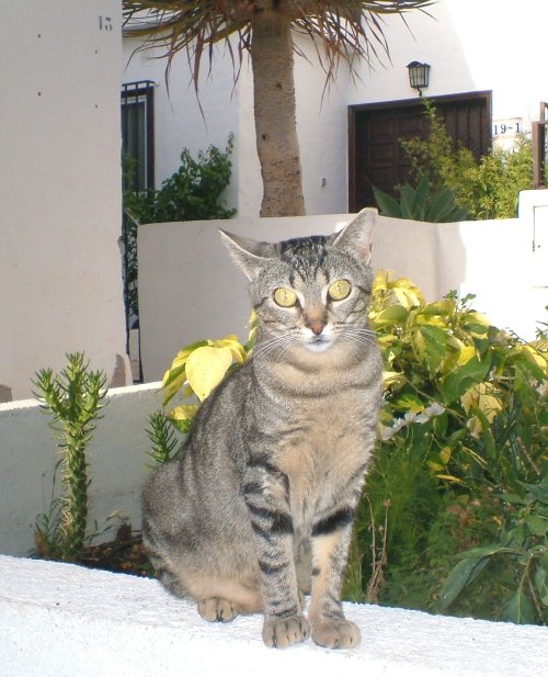 Tiggy on the wall