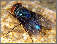 Blue flie