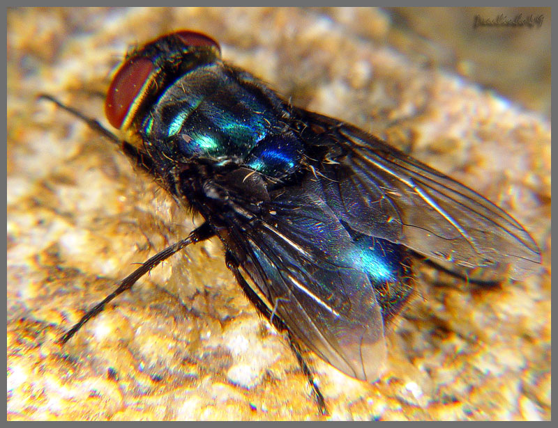 Blue flie