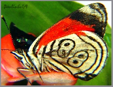 Diaethria Clymena