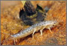 Lepisma saccharina