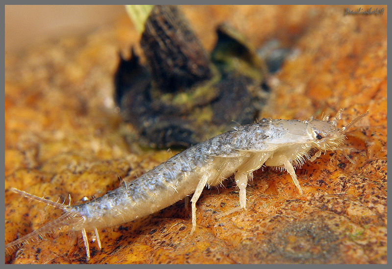 Lepisma saccharina