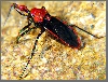 Anonymous Insect