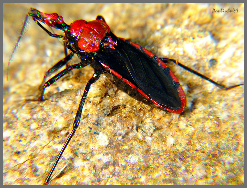 Anonymous Insect