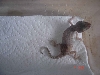 dwaf gecko