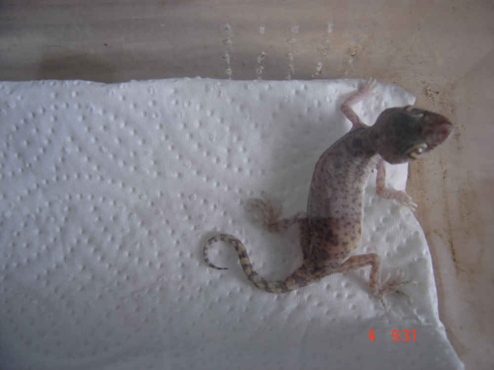 dwaf gecko