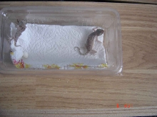 dwarf gecko