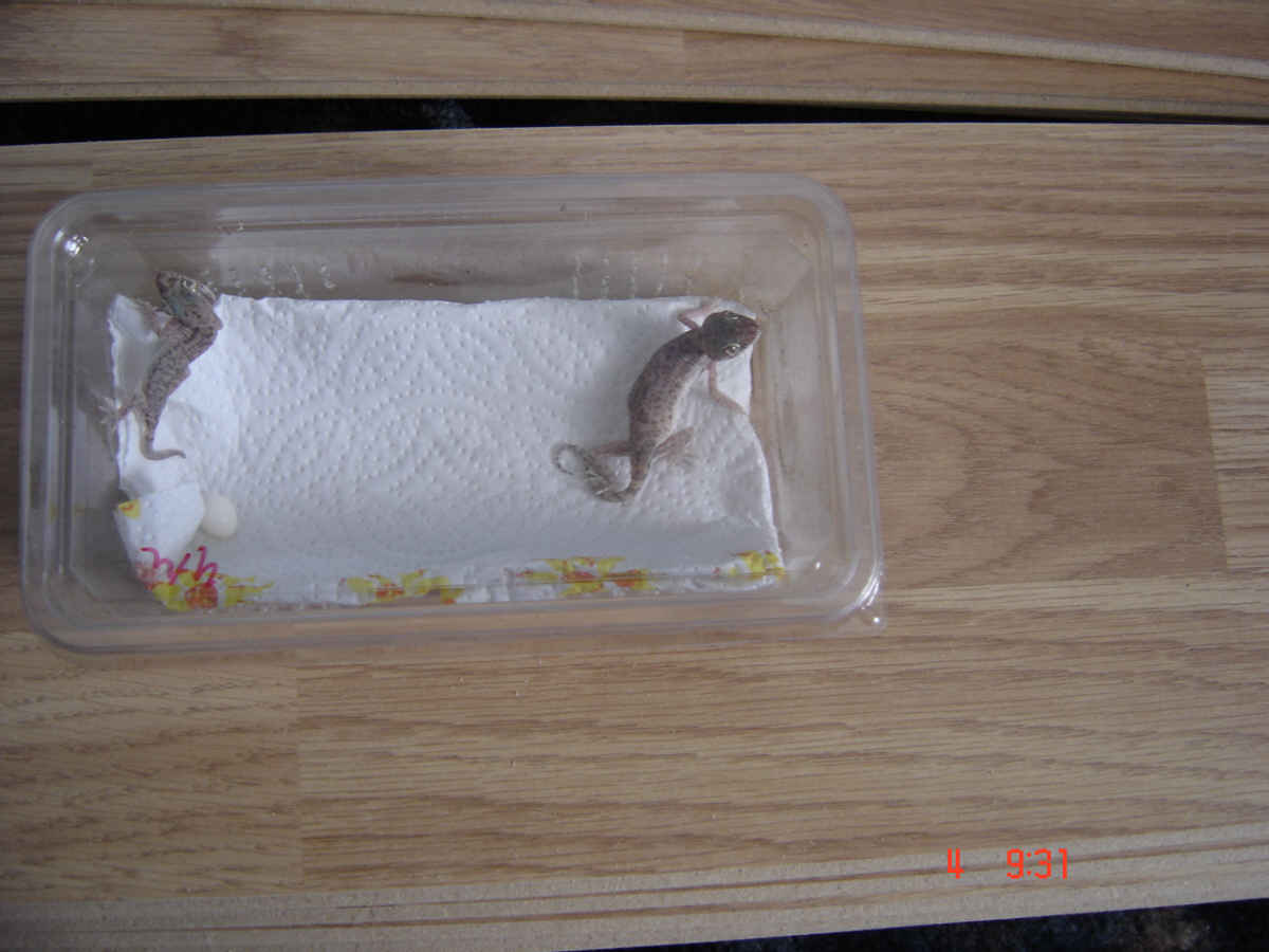 gecko