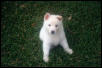 my puppy cole