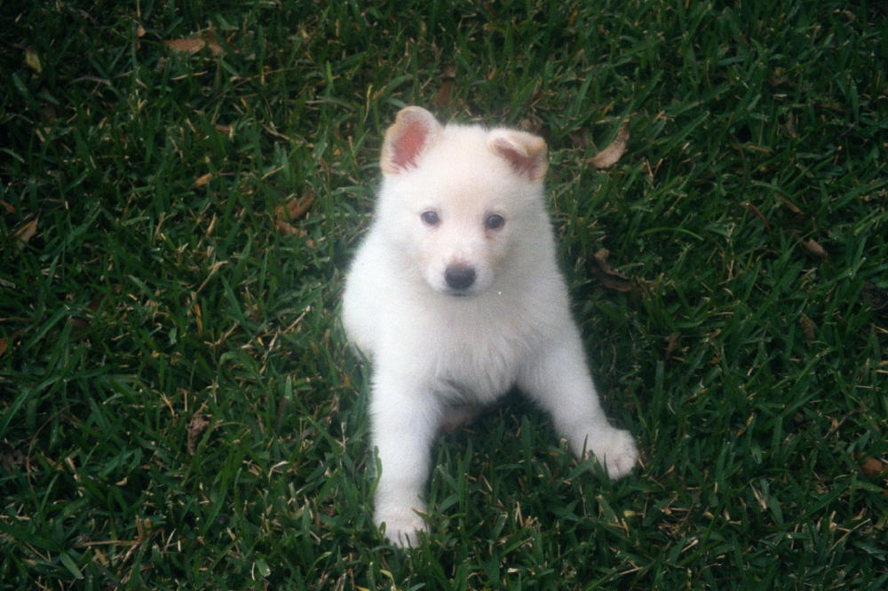 my puppy cole