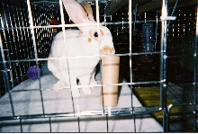Humphrey playing