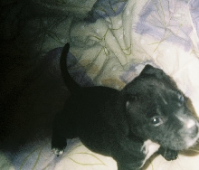 blue playing on the bed
