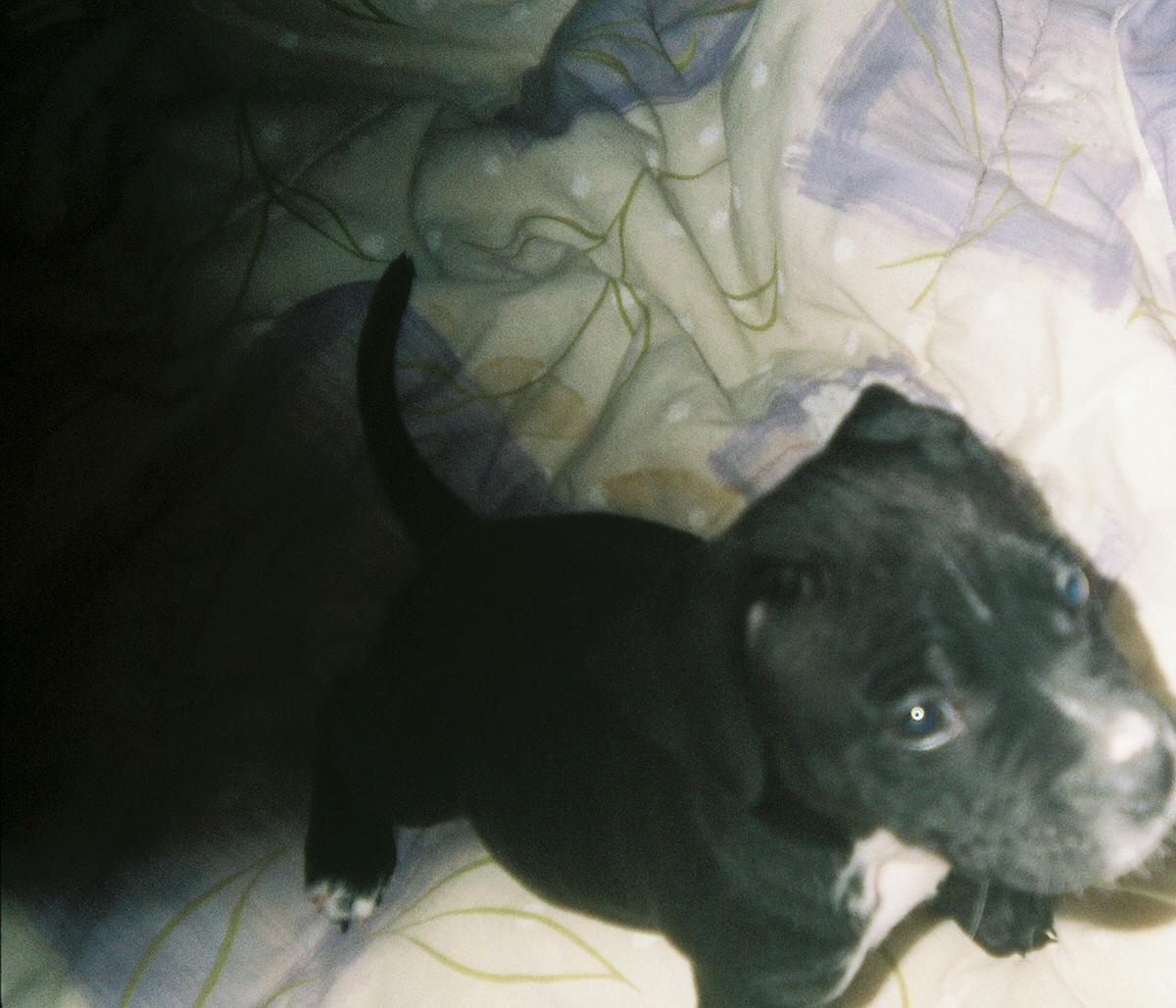 blue playing on the bed