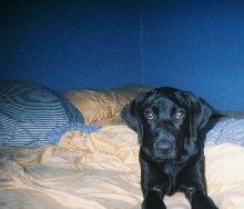 Clooney