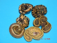 Pinstripe X Pastel (F) Results