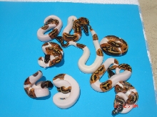 Pied X Pied Results
