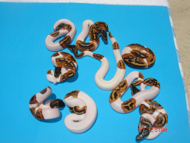 Pied X Pied Results