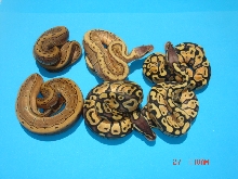 Pinstripe X (F) Pastel # 2 Results