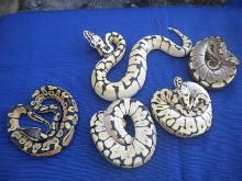 BUMBLE BEE X GHOST RESULTS