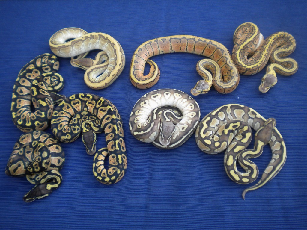 2010 LESSER X LEMON BLAST
