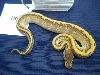 2010 LESSER X LEMON BLAST