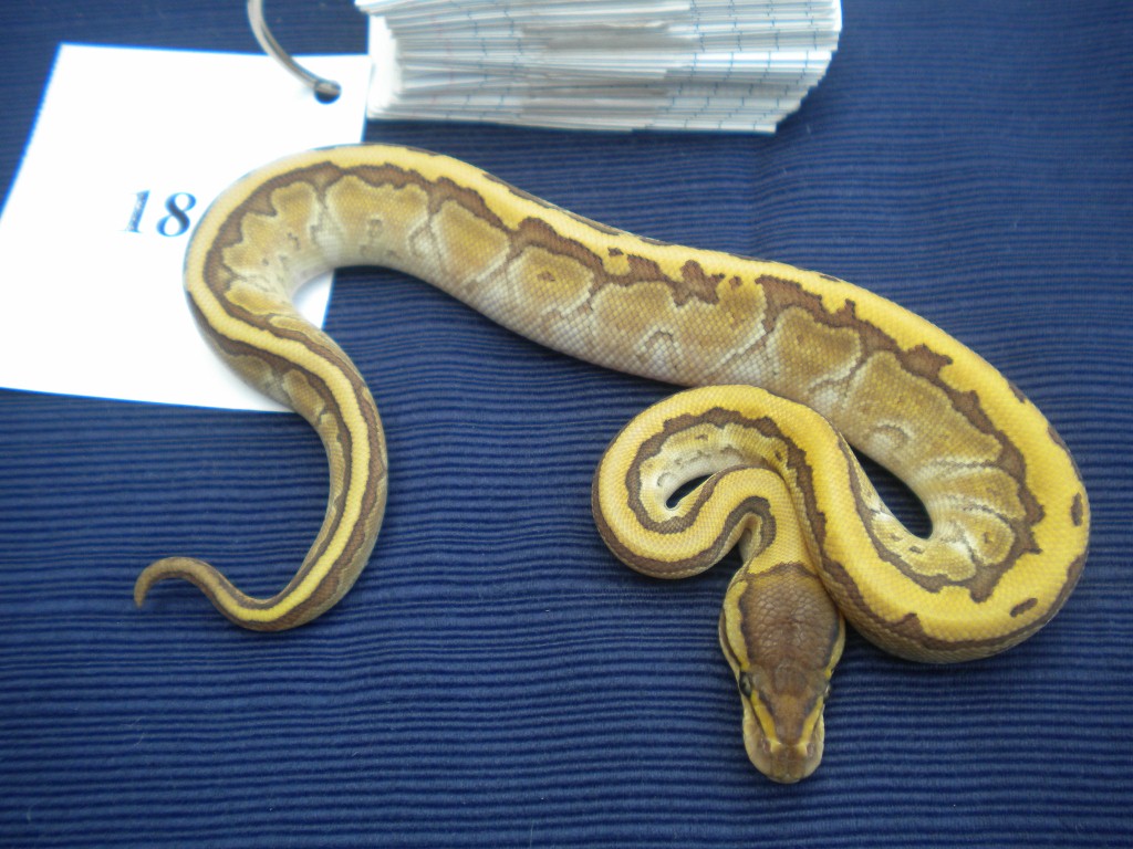 2010 LESSER X LEMON BLAST