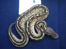 2010 LESSER X LEMON BLAST