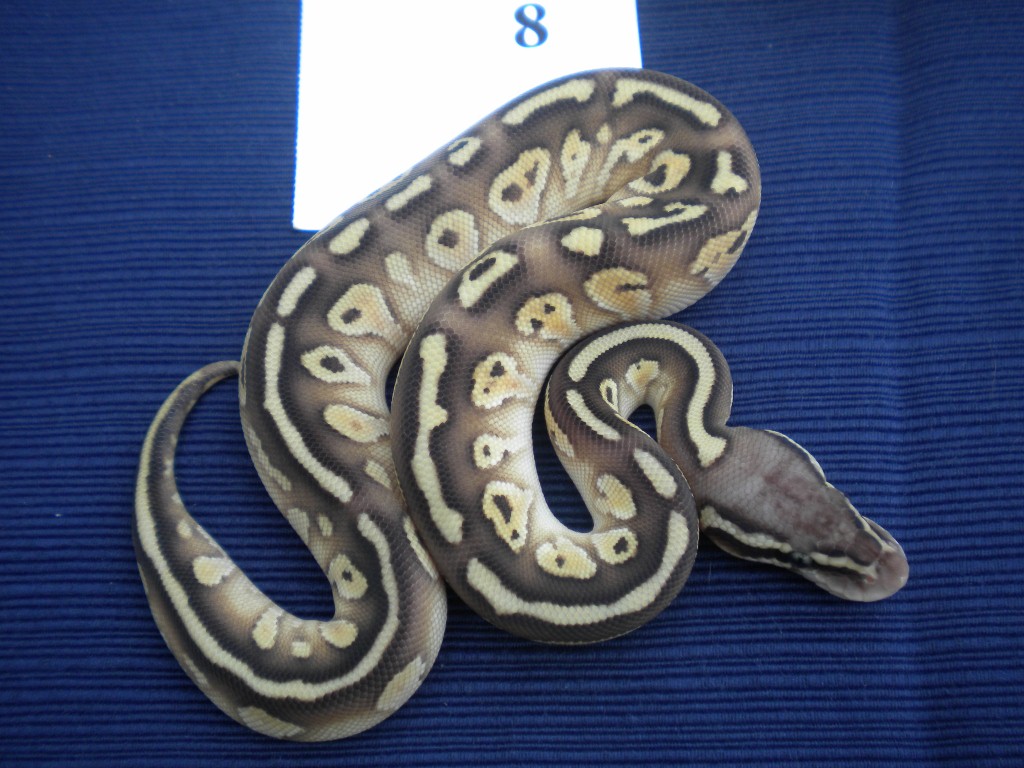 2010 LESSER X LEMON BLAST
